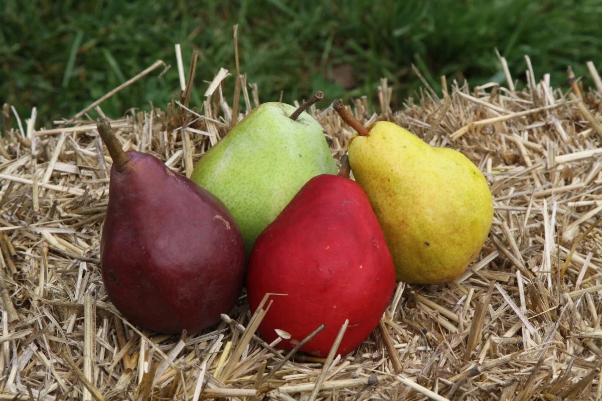 🍐 에이스팩 나싯코칸(돗토리 이십세기 배 기념관) 이미지 7